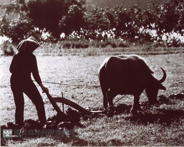 犁田相片藏品圖，第1張