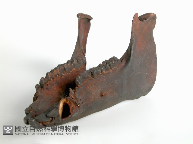 獸骨藏品圖，第2張