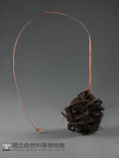 藤球藏品圖，第1張