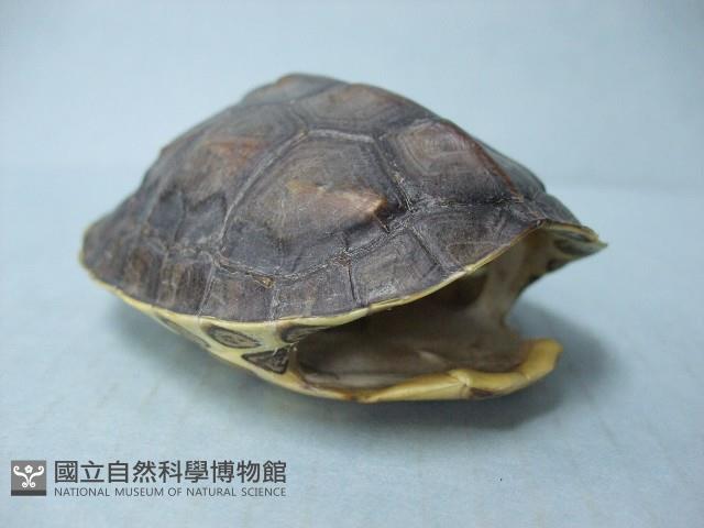 龜殼藏品圖，第1張