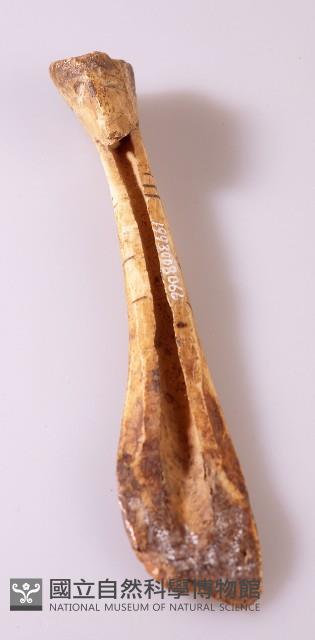 香蕉匙刮刀藏品圖，第1張