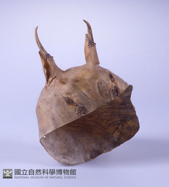 羌帽藏品圖，第1張