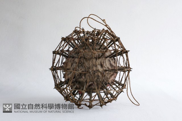刺球藏品圖，第1張