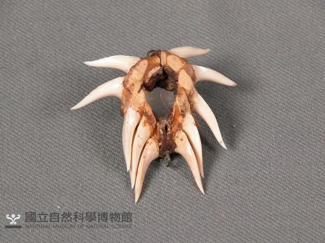 飾物藏品圖，第1張