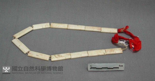 貝飾藏品圖，第1張