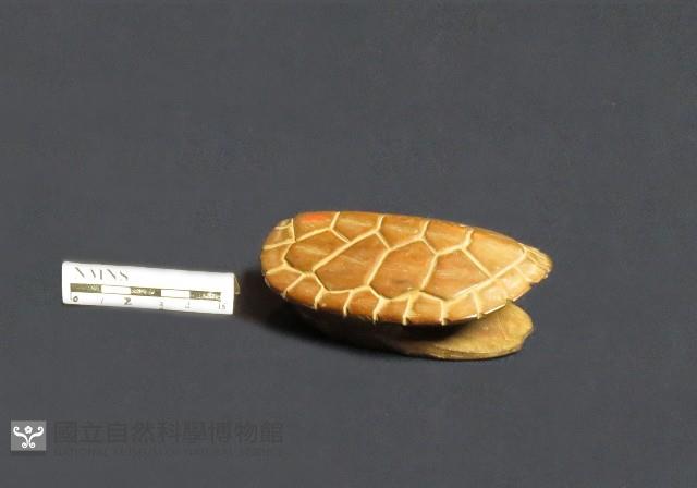 卜卦龜殼藏品圖，第1張