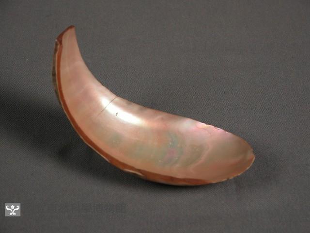 貝匙藏品圖，第2張