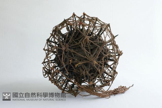 刺球藏品圖，第1張