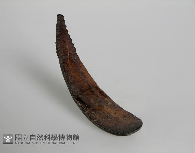 刻匙藏品圖，第1張