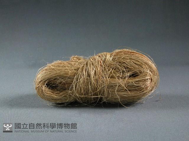 苧麻藏品圖，第2張