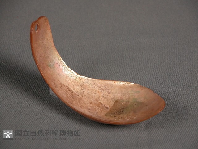 貝匙藏品圖，第1張