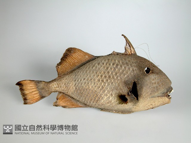 魚皮藏品圖，第1張