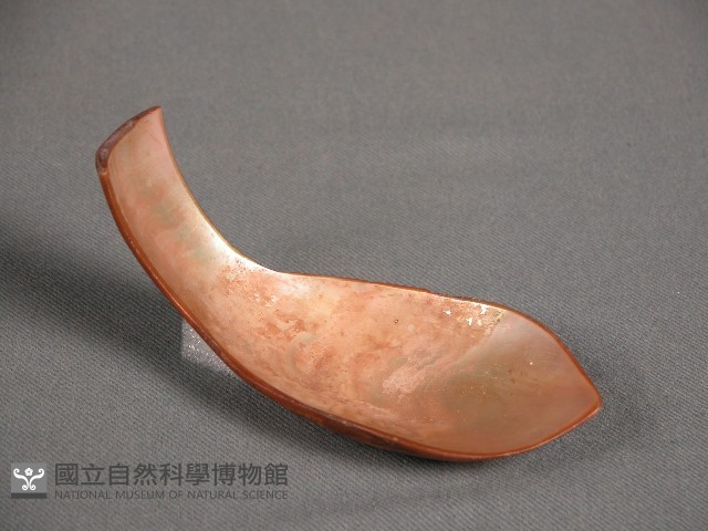 貝匙藏品圖，第1張