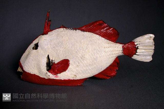 魚皮藏品圖，第1張