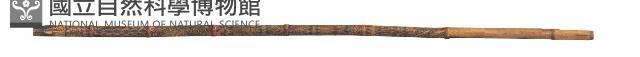 竹杖藏品圖，第1張