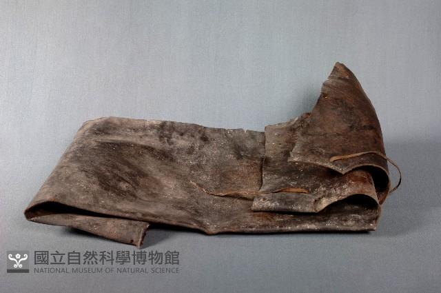 皮雨衣藏品圖，第1張