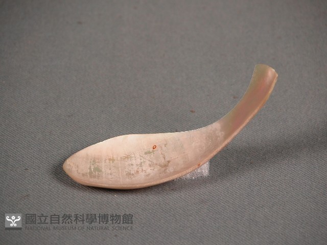 貝匙藏品圖，第1張