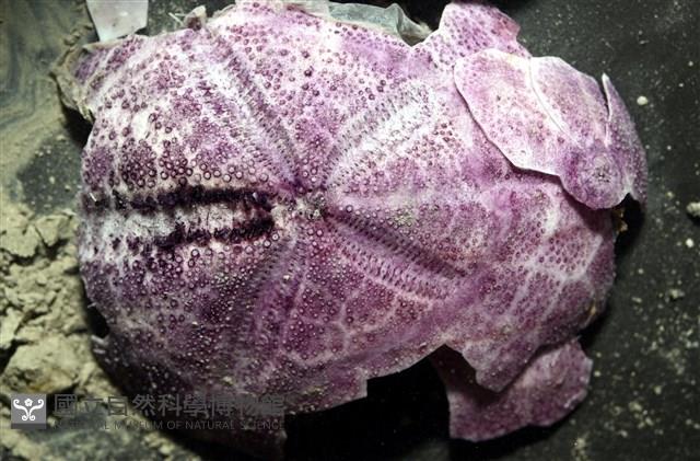中華釜海膽藏品圖，第2張