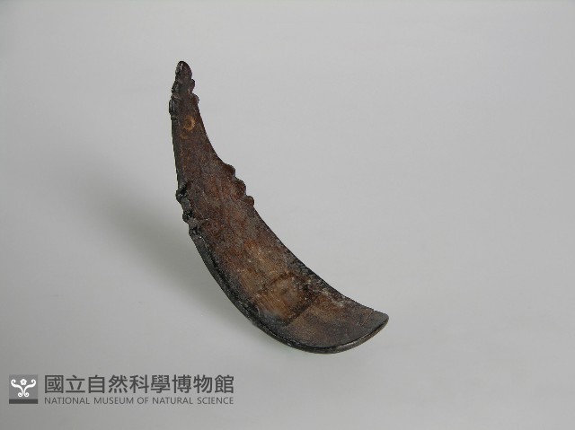 刻匙藏品圖，第1張