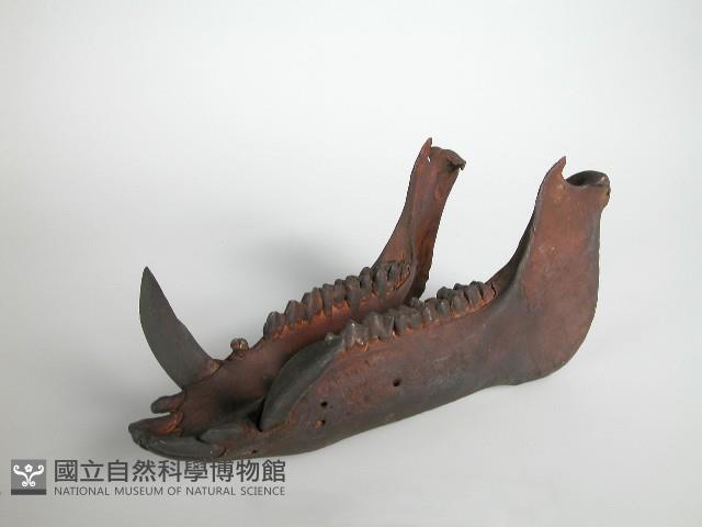 獸骨藏品圖，第2張