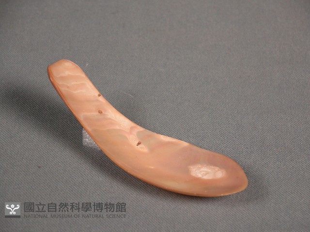 貝匙藏品圖，第1張