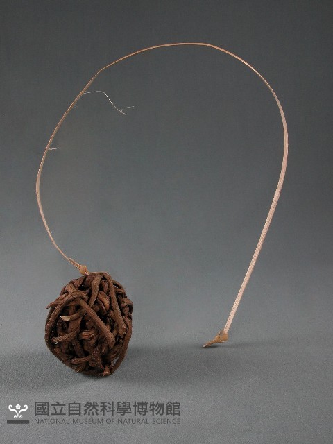 藤球藏品圖，第1張