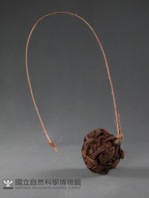 藤球藏品圖，第1張