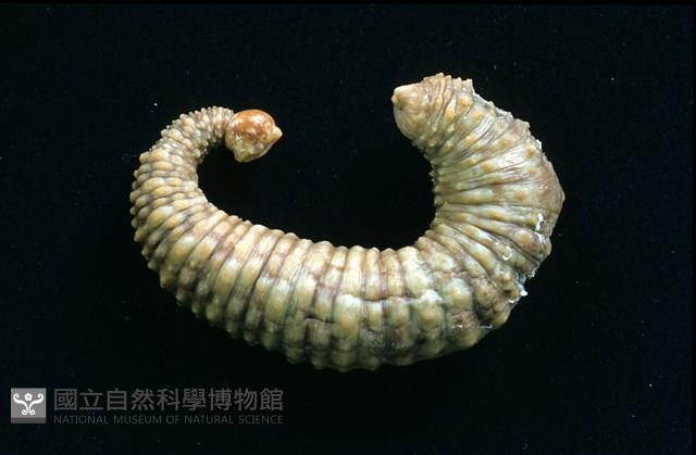 未知種海蛭藏品圖，第1張