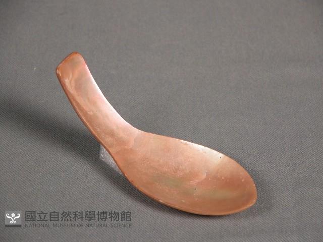 貝匙藏品圖，第1張