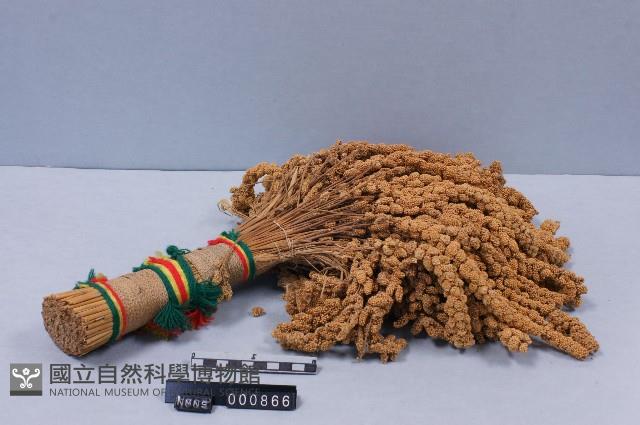 小米穗藏品圖，第1張