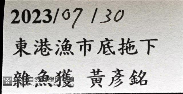 中華釜海膽藏品圖，第9張