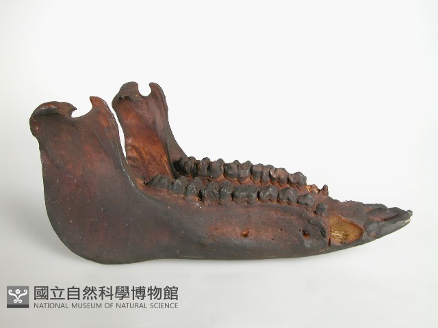 獸骨藏品圖，第1張