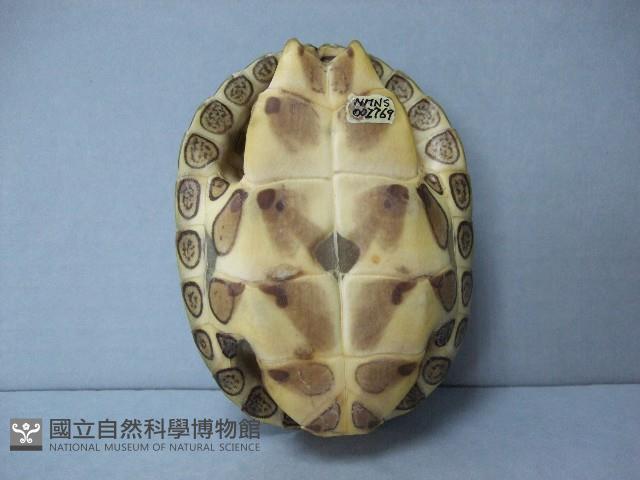 龜殼藏品圖，第2張