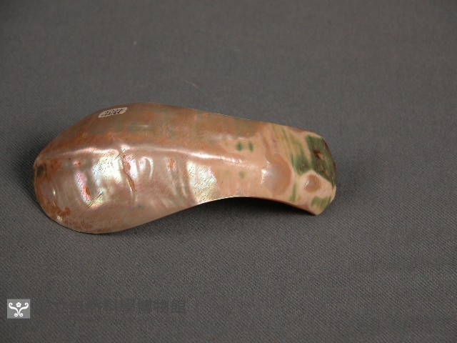 貝匙藏品圖，第1張