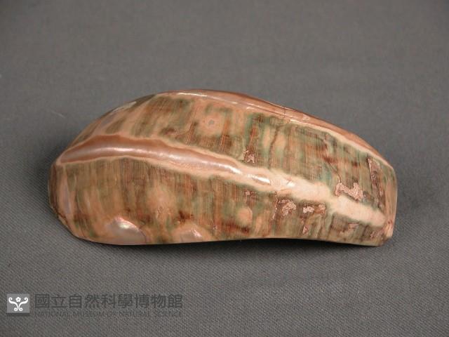 貝匙藏品圖，第1張