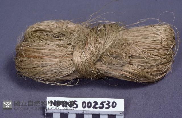 苧麻藏品圖，第1張