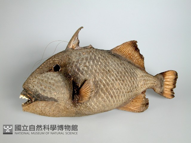 魚皮藏品圖，第2張