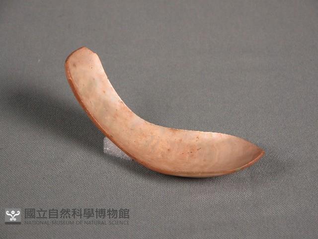 貝匙藏品圖，第2張