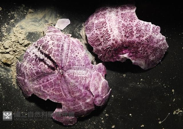 中華釜海膽藏品圖，第1張