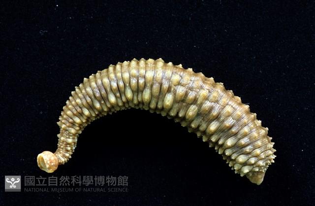 未知種海蛭藏品圖，第2張