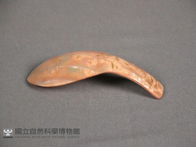 貝匙藏品圖，第2張