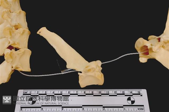 梅花鹿骨藏品圖，第2張