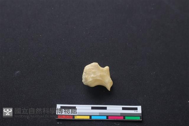 梅花鹿骨藏品圖，第2張