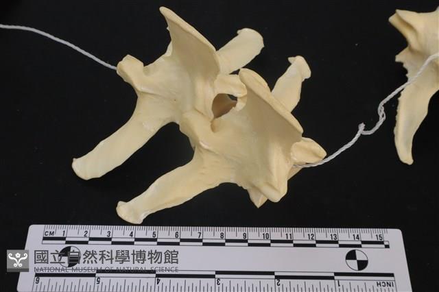 梅花鹿骨藏品圖，第2張