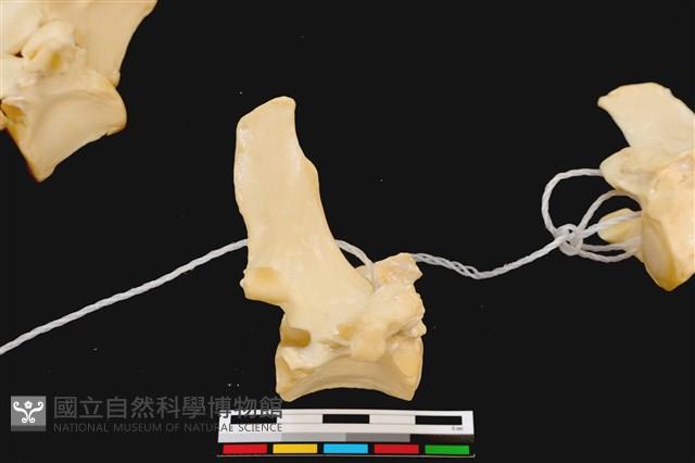 梅花鹿骨藏品圖，第2張