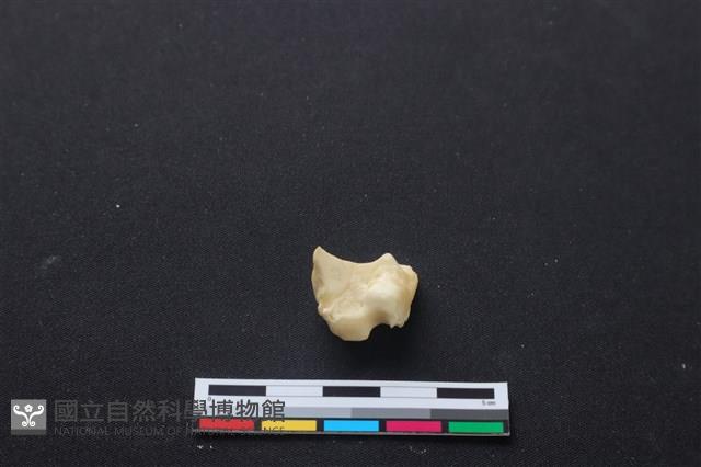 梅花鹿骨藏品圖，第2張