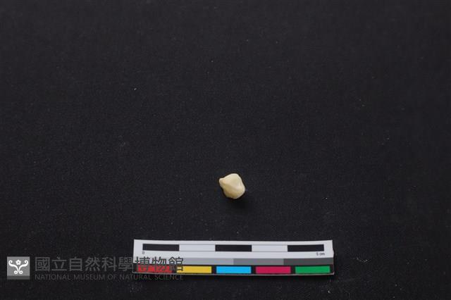 梅花鹿骨藏品圖，第2張