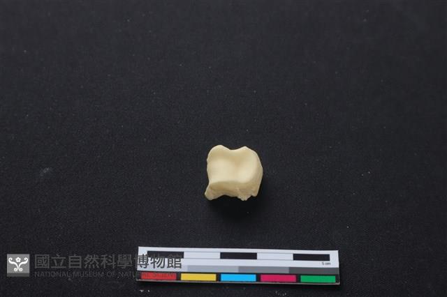 梅花鹿骨藏品圖，第2張
