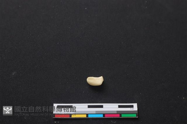 梅花鹿骨藏品圖，第2張