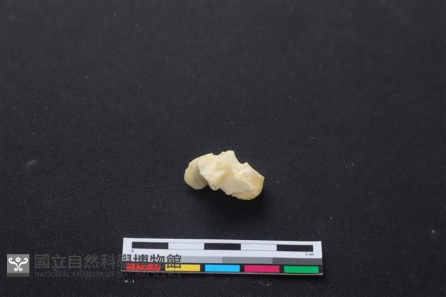 梅花鹿骨藏品圖，第2張